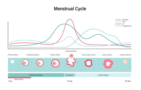 FSH : l’hormone clé pour comprendre votre cycle, votre fertilité et votre équilibre hormonal